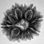 11 Mukhi Rudraksha 21mm 2.83gm - Inverse xray