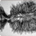 20 Mukhi Gaurishankar 45.7mm 7.4gm - Inverse xray