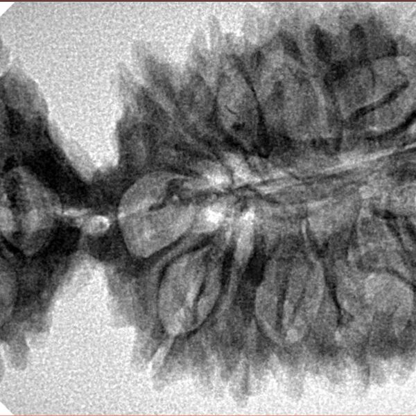 20 Mukhi Gaurishankar 45.7mm 7.4gm - Inverse xray