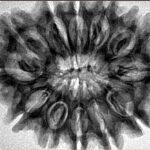 12 Mukhi Rudraksha 33.1mm 6.64gm - Inverse xray