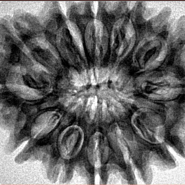 12 Mukhi Rudraksha 33.1mm 6.64gm - Inverse xray