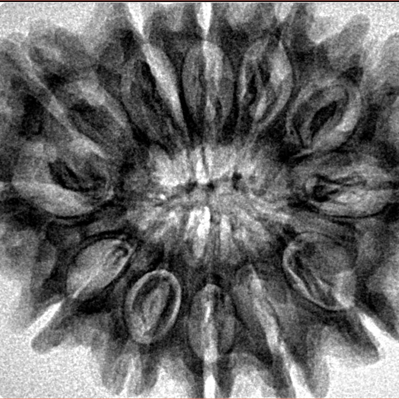 12 Mukhi Rudraksha 33.1mm 6.64gm - Inverse xray