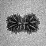 15 Mukhi Rudraksha 14.8mm 0.53gm - Inverse xray