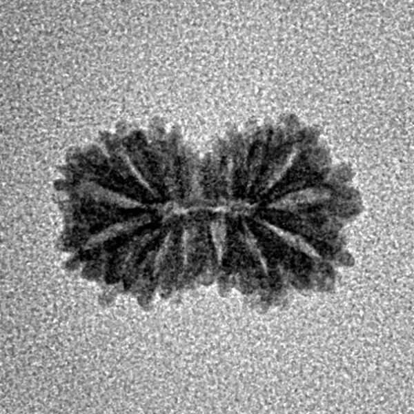 15 Mukhi Rudraksha 14.8mm 0.53gm - Inverse xray