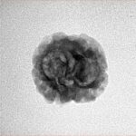 2 Mukhi Rudraksha 22.7mm 1.78gm - Inverse xray