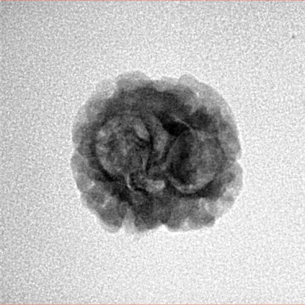 2 Mukhi Rudraksha 22.7mm 1.78gm - Inverse xray