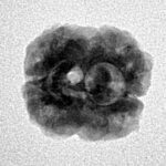 2 Mukhi Rudraksha 20.8mm 1.79gm - Inverse xray