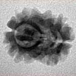 2 Mukhi Rudraksha 16.5mm 1.24gm - Inverse xray