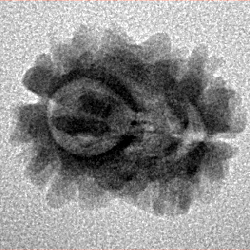 2 Mukhi Rudraksha 16.5mm 1.24gm - Inverse xray