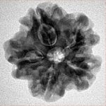 1MK(Underdeveloped) 22.8mm 3.72gm - Inverse xray