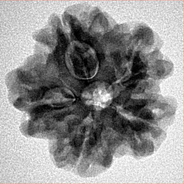 1MK(Underdeveloped) 22.8mm 3.72gm - Inverse xray