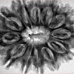 12 Mukhi Rudraksha 31.4mm 5.85gm - Inverse xray