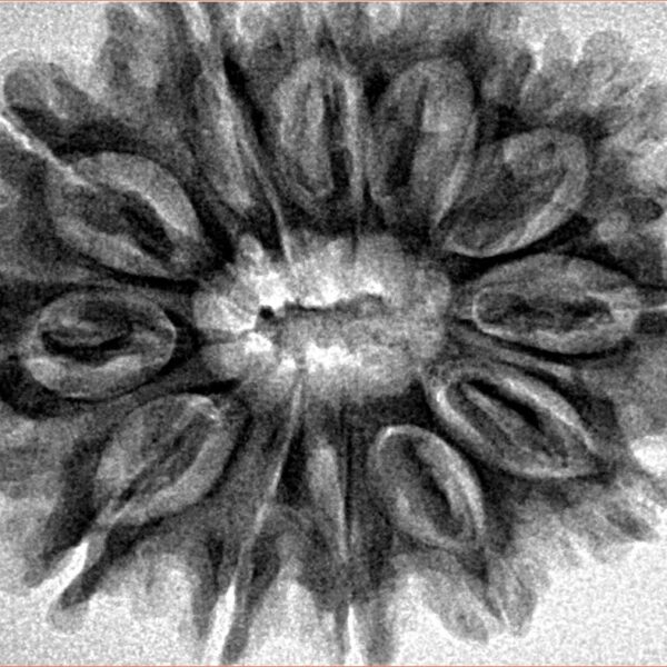 12 Mukhi Rudraksha 31.4mm 5.85gm - Inverse xray