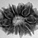 12 Mukhi Ganesh 25.4mm 3.47gm - Inverse xray