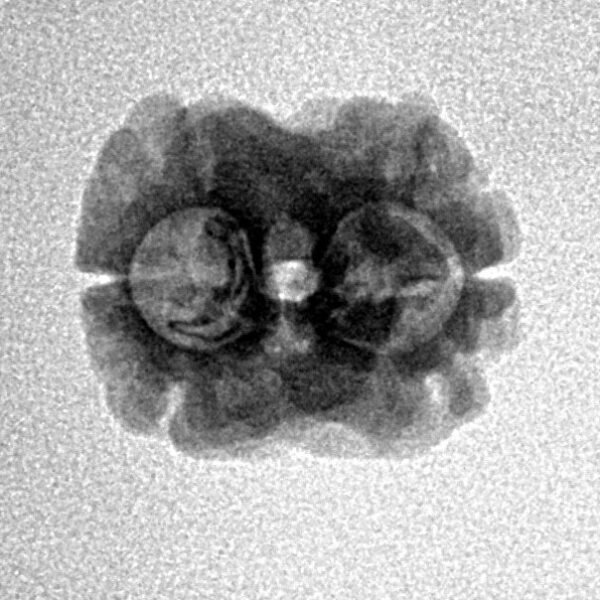 2 Mukhi Rudraksha 17.6mm 1.34gm - Inverse xray