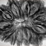 12 Mukhi Rudraksha 35mm 7.55gm - Inverse xray