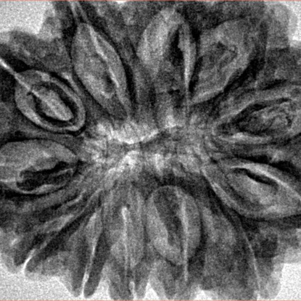 12 Mukhi Rudraksha 35mm 7.55gm - Inverse xray