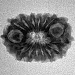 16 Mukhi Rudraksha 20.9mm 1.82gm - Inverse xray