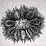 11 Mukhi Rudraksha 24.8mm 3.56gm - Inverse xray