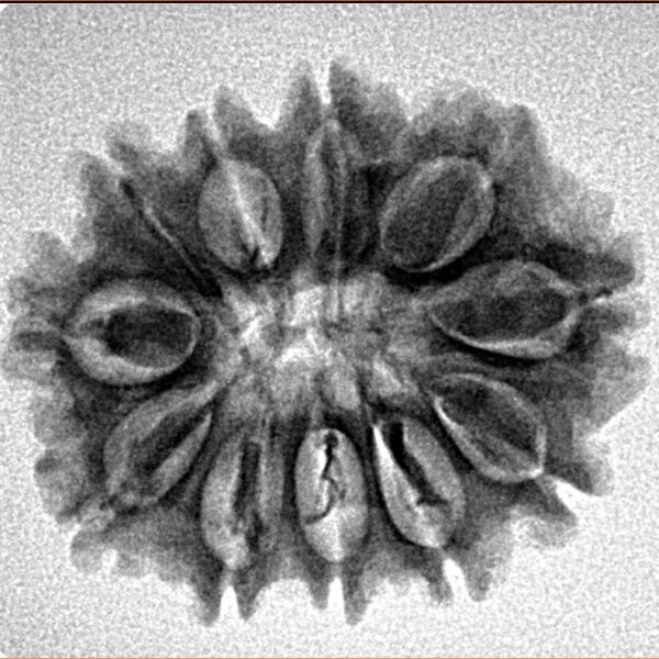 11 Mukhi Rudraksha 24.8mm 3.56gm - Inverse xray