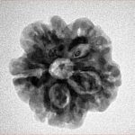 1MK(Underdeveloped) 21.2mm 3.3gm - Inverse xray