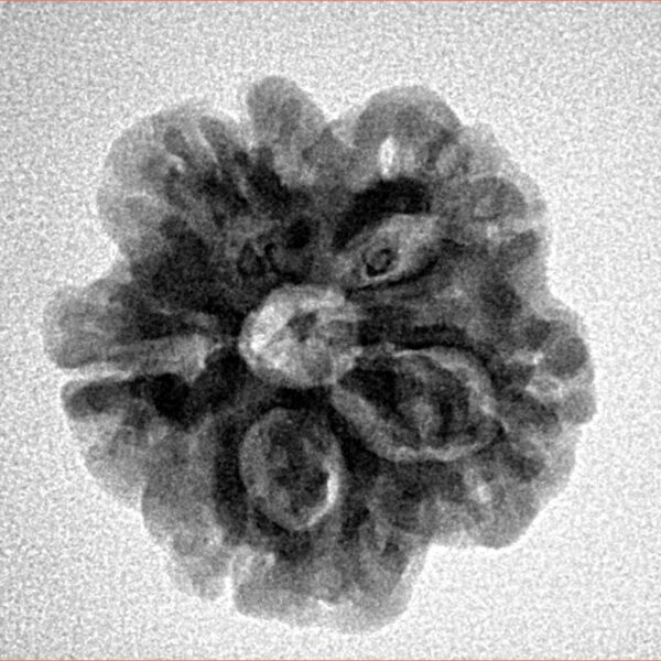 1MK(Underdeveloped) 21.2mm 3.3gm - Inverse xray
