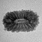 17 Mukhi Rudraksha 16.5mm 0.92gm - Inverse xray