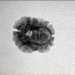 2 Mukhi Rudraksha 19.9mm 1.51gm - Inverse xray