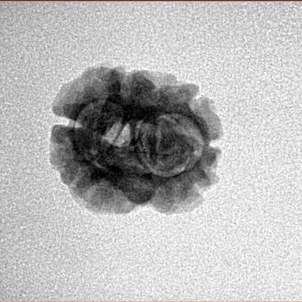 2 Mukhi Rudraksha 19.9mm 1.51gm - Inverse xray