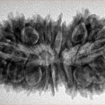 21 Mukhi Rudraksha 35.3mm 5.75gm - Inverse xray