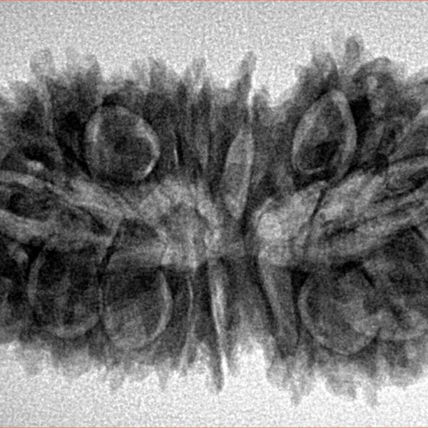 21 Mukhi Rudraksha 35.3mm 5.75gm - Inverse xray