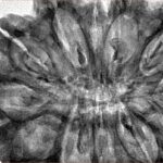 12 Mukhi Rudraksha 39.9mm 10.51gm - Inverse xray