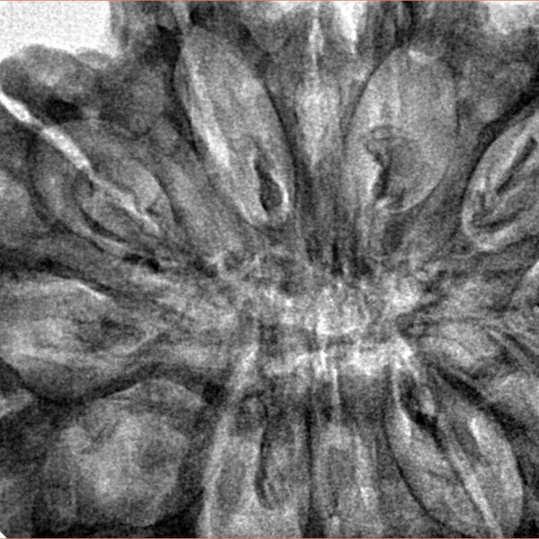 12 Mukhi Rudraksha 39.9mm 10.51gm - Inverse xray