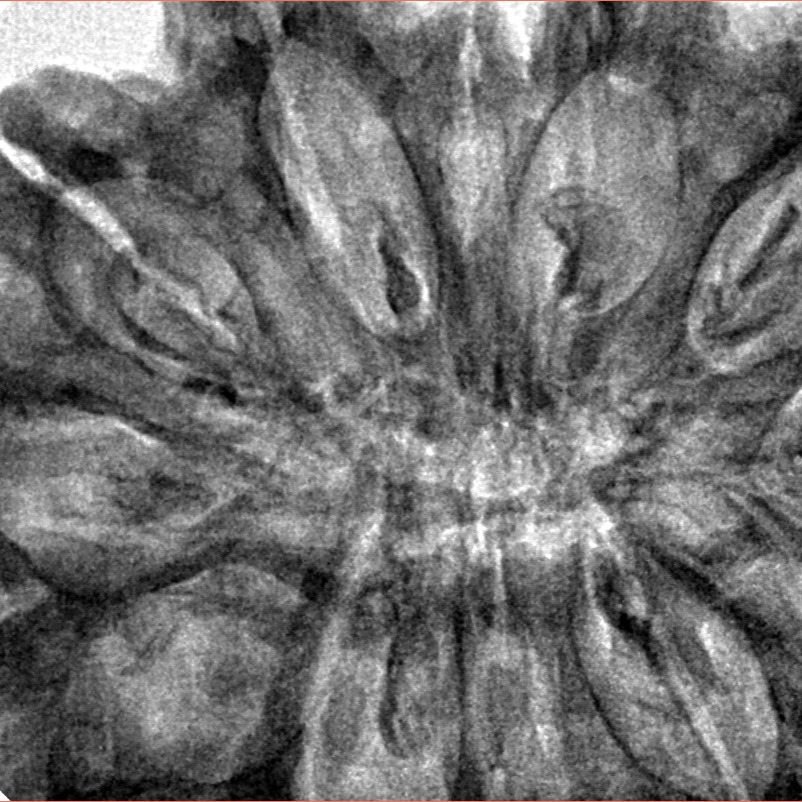 12 Mukhi Rudraksha 39.9mm 10.51gm - Inverse xray