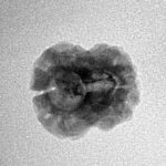 2 Mukhi Rudraksha 20.7mm 1.43gm - Inverse xray