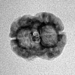 2 Mukhi Rudraksha 20.1mm 1.13gm - Inverse xray