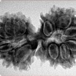 15 Mukhi Gaurishankar 34.8mm 5.63gm - Inverse xray