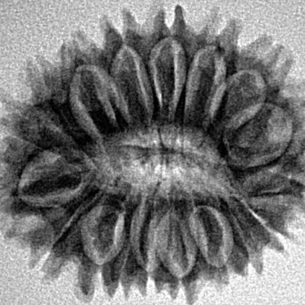 18 Mukhi Rudraksha 26.6mm 3.87gm - Inverse xray