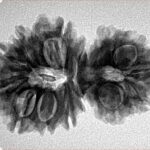 14 Mukhi Garbh Gauri 30.5mm 4.53gm - Inverse xray