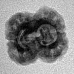 2 Mukhi Rudraksha 20.6mm 1.39gm - Inverse xray