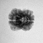 2 Mukhi Rudraksha 20.8mm 1.58gm - Inverse xray