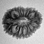 16 Mukhi Rudraksha 20.1mm 1.66gm - Inverse xray