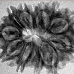 12 Mukhi Rudraksha 27.1mm 3.9gm - Inverse xray