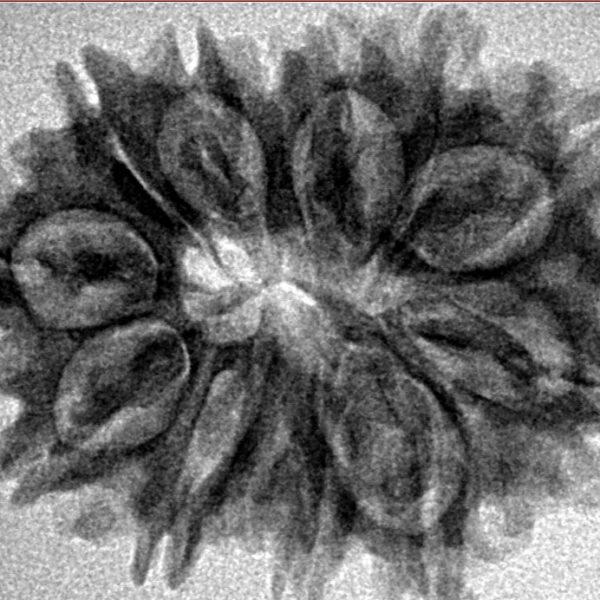 12 Mukhi Rudraksha 27.1mm 3.9gm - Inverse xray