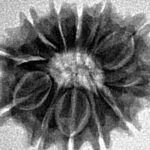 12 Mukhi Rudraksha 20.1mm 2.43gm - Inverse xray