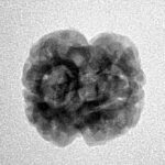 2 Mukhi Rudraksha 22.8mm 2.16gm - Inverse xray