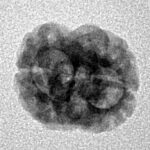 2 Mukhi Rudraksha 19mm 1.19gm - Inverse xray