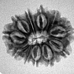 11 Mukhi Rudraksha 23mm 2.51gm - Inverse xray