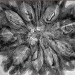 10 Mukhi Rudraksha 35.2mm 5.48gm - Inverse xray