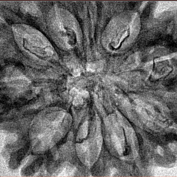 10 Mukhi Rudraksha 35.2mm 5.48gm - Inverse xray